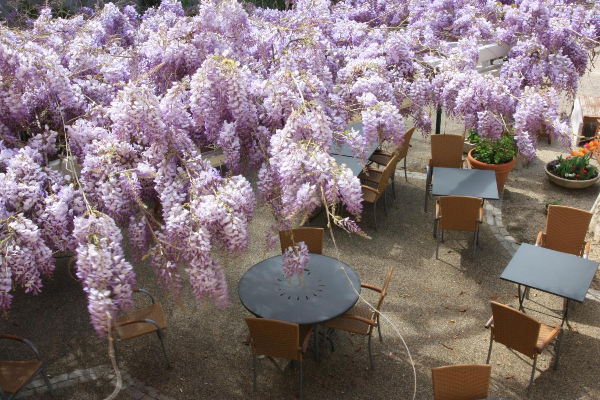 Logis Hotel La Ferme Avignon Buitenkant foto